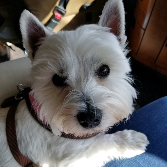 Meet your Posher, Hope - Picture 1 of 1